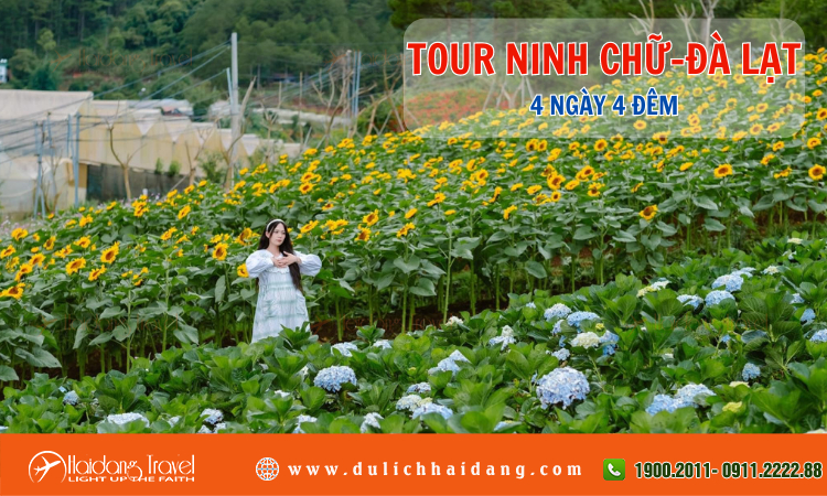 Tour du lịch Ninh Chữ Đà Lạt 4 ngày 4 đêm 